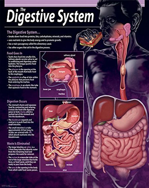 Creative Teaching Press The Digestive System Chart -5710-