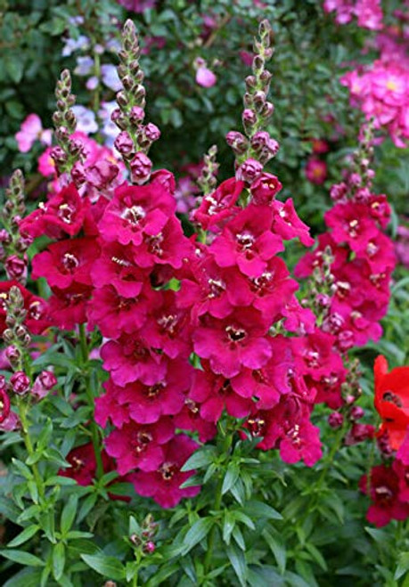 PAPCOOL Snapdrag?n 50 Chantilly Purple Snapdrag?n Fl?wer S??ds - RareS??ds for Pl?nting Grow?ng PAPCOOL Snapdrag?n 50 Chantilly Purple Snapdrag?n Fl?wer S??ds - RareS??ds for Pl?nting Grow?ng
