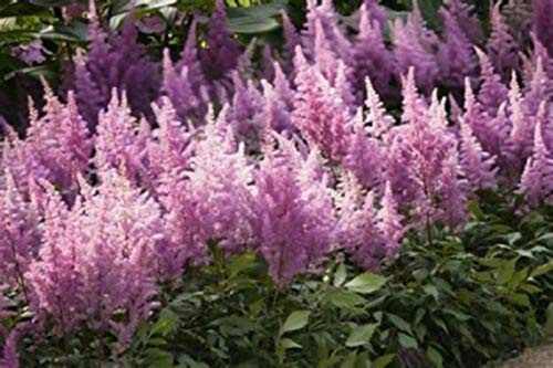 50S-e-e-ds Purple Astilbe Chinensis Astilbe