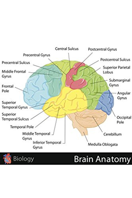 Human Brain Anatomy Regions Labeled Educational Chart Cubicle Locker Mini Art Poster 12x8