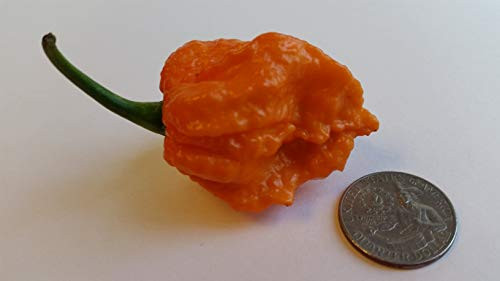 Bhut Jolokia Orange Copenhagen - Seeds