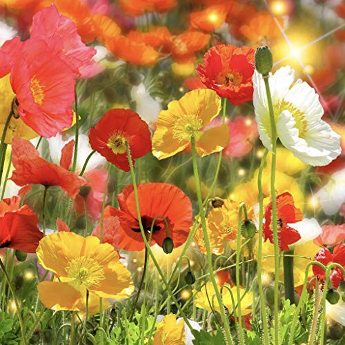 Iceland Poppy Mixed Colors Flower Seed Packet Half Gram -.5 g- 2500 Seeds Red Orange Yellow White Waterfall Seeds USA