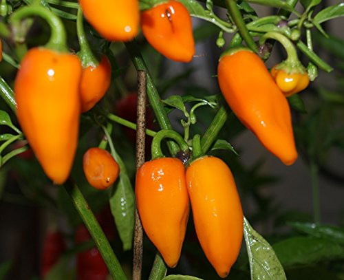 Jalapeno Orange Pepper 10Plus Seeds