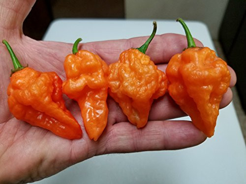 Orange Blob Hot Pepper 10Plus Seeds