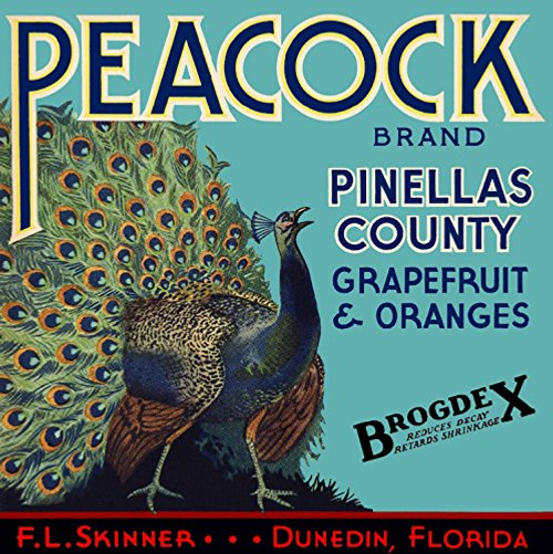 A SLICE IN TIME Dunedin- Pinellas County- Florida - Vintage Peacock Orange  and  Grapefruit Brogdex Citrus Fruit Crate Box Label Travel Advertising Art Print. Label Print Measures 10 x 10 inches