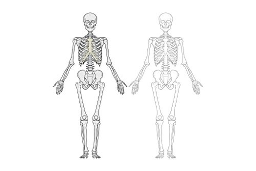 Human Body Skeleton Diagram Cool Wall Decor Art Print Poster 18x12 Human Body Skeleton Diagram Cool Wall Decor Art Print Poster 18x12
