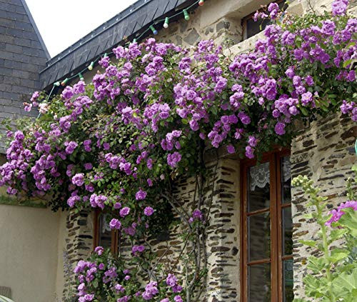 PAPCOOL Purple Climbing Rose B.ush S.EEDS - 20 S.EEDS PAPCOOL Purple Climbing Rose B.ush S.EEDS - 20 S.EEDS