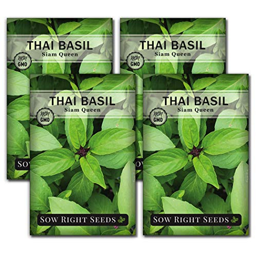 Sow Right Seeds - Thai Basil -Siam Queen- Seed for Planting- Non-GMO Heirloom Seeds- Instructions to Plant and Grow a Kitchen Herb Garden- Indoors or Outdoor- Great Gardening Gift -4 Packets- Sow Right Seeds - Thai Basil -Siam Queen- Seed for Planting- Non-GMO Heirloom Seeds- Instructions to Plant and Grow a Kitchen Herb Garden- Indoors or Outdoor- Great Gardening Gift -4 Packets-