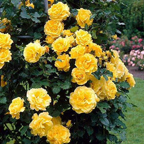 PAPCOOL Yellow Climbing Rose S.EEDS Rose B.ush - 20 S.EEDS