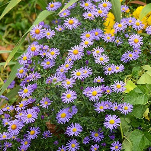 PAPCOOL Tahoka Daisy Prairie Aster Flówer S??DS Purple Sunflower