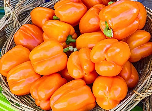 Sweet Bell Pepper Orange King 25 Seeds