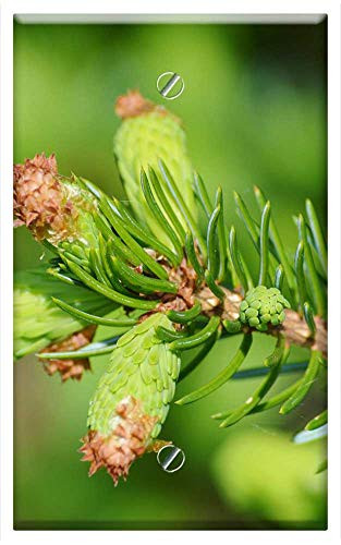 Single-Gang Blank Wall Plate Cover - Pine Branch Engine Needles Branch Spruce Nature