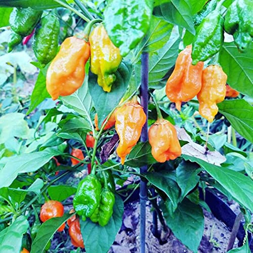 Orange Naga Bbg7 Pepper 10Plus Ct