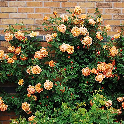 PAPCOOL Climbing Rose S.EEDS - Orange Climbing Rose B.ush S.EEDS 20 S.EEDS