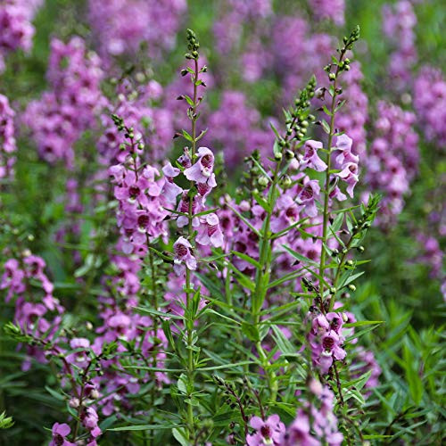 Angelonia Flower Garden Seeds - Serena Purple - Packet of 10 Seeds - Pelleted - Annual Flower Gardening - Angelonia angustifolia