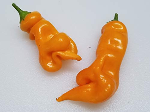 Erotico Orange Pepper 10Plus Seeds