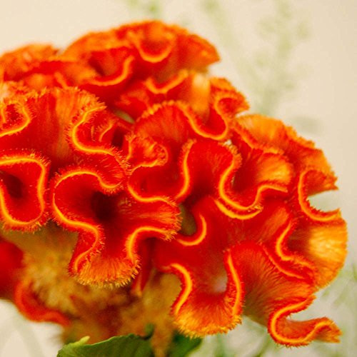 30Plus Orange Colored Cockscomb / Celosia Flower Seeds Reseeding Annual