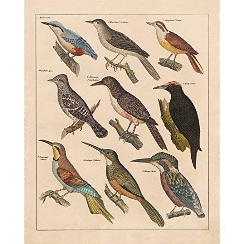 Meishe Art Poster Print Vintage Colorful Birds Breeds Collection Identification Reference Species Chart Beautiful Classroom Club Home Wall Decor