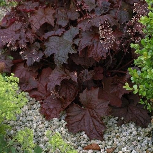 Heuchera Palace Purple Seeds -Heuchera Micrantha- 50PlusSeeds