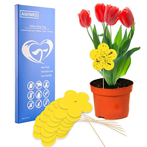 Fruit Fly Trap- Yellow Sticky Fungus Gnat Trap for Indoor and Outdoor Plant- Dual Sided Sticky Gnat Trap for White Flies- Mosquitos- Fungus Gnats- Flying Insects- Non-Toxic and Odorless- 20 Pack Fruit Fly Trap- Yellow Sticky Fungus Gnat Trap for Indoor and Outdoor Plant- Dual Sided Sticky Gnat Trap for White Flies- Mosquitos- Fungus Gnats- Flying Insects- Non-Toxic and Odorless- 20 Pack