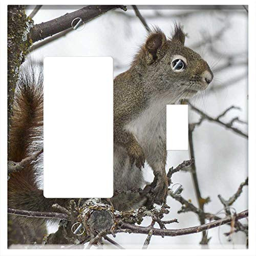 Rocker/GFCI Toggle Combination Wall Plate Cover - Squirrel Animal Forest Branch Tree Nature Mammal 1