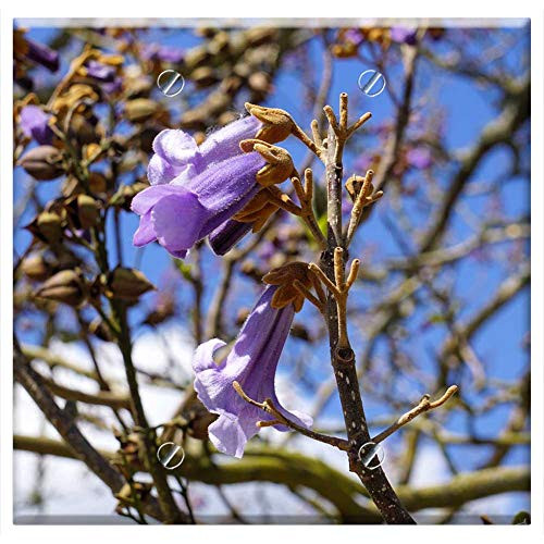 Double Blank Wall Plate Cover - Tree Nature Flower Branch Plant Outdoor No Person