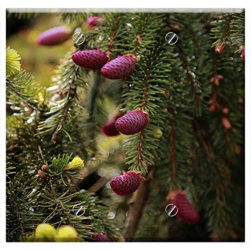 Double Blank Wall Plate Cover - Tree Nature Forest Landscape Branch