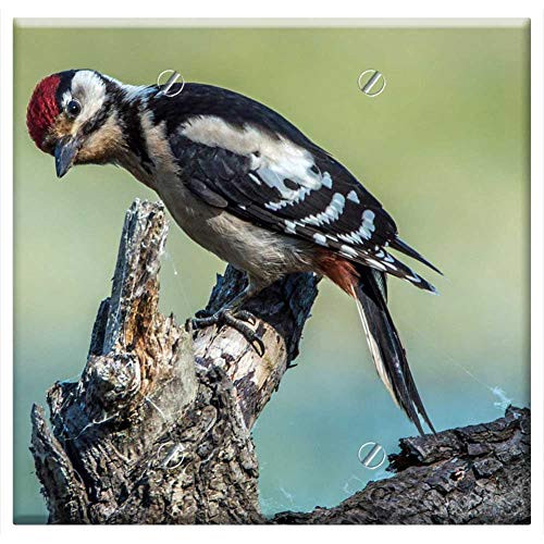 Double Blank Wall Plate Cover - Spotted Bird Sit Branch Tree Nature Beak Fly