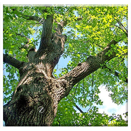 Double Blank Wall Plate Cover - Oak Tree Summer Leaves Branch Leaf Season