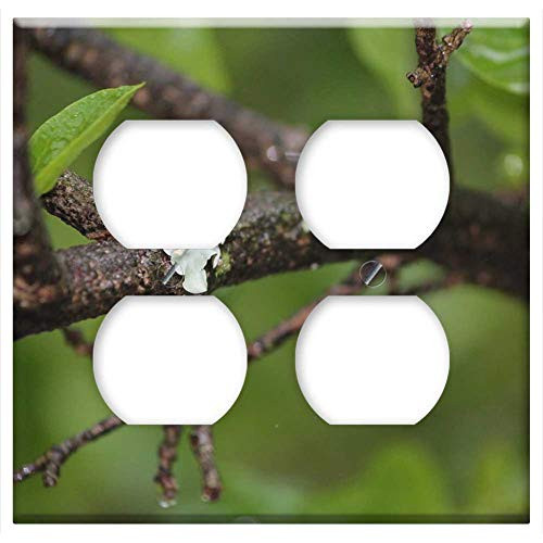 Double Duplex Outlet Wall Plate Cover - Moss Branch Wet Rain Leaves Green Brown Nature