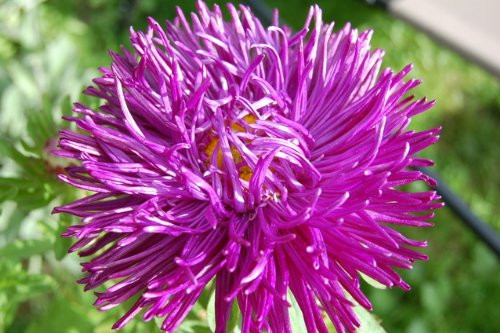 30 VIOLET PURPLE NEEDLE ASTER Callistephus Unicom Flower SeedsComb S/H 30 VIOLET PURPLE NEEDLE ASTER Callistephus Unicom Flower SeedsComb S/H
