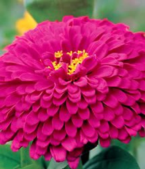 250 PURPLE PRINCE ZINNIA Elegans Flower Seeds 250 PURPLE PRINCE ZINNIA Elegans Flower Seeds