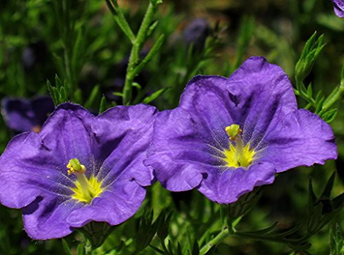 250 PURPLE ROBE CUP FLOWER Nierembergia Hippomanica Caerulea Seeds