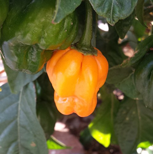 40 ORANGE SCOTCH BONNET PEPPER very hot Jamaican Capsicum Annuum Vegetable Seeds 40 ORANGE SCOTCH BONNET PEPPER very hot Jamaican Capsicum Annuum Vegetable Seeds