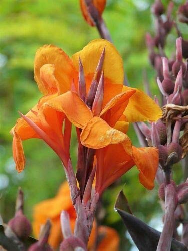 5 Seeds Indian Shot Arrowroot Orange Canna Lily Canna Indica Flower SDF02