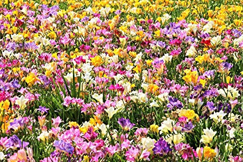 Royal Champion Mix Freesia Mixed Colors Pink Blue Purple Yellow Flower Jocad -5 Seeds-
