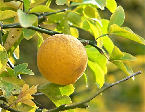 Hardy Orange Tree Trifoliate Citrus Trifoliata Poncirus Fruit Flower jocad -5 Seeds-