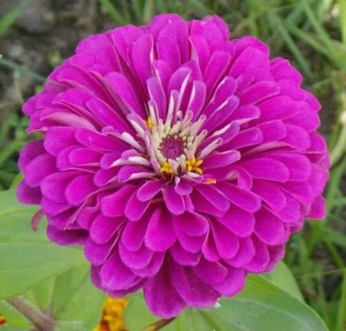 PURPLE PRINCE ZINNIA Elegans Flower Seeds PURPLE PRINCE ZINNIA Elegans Flower Seeds