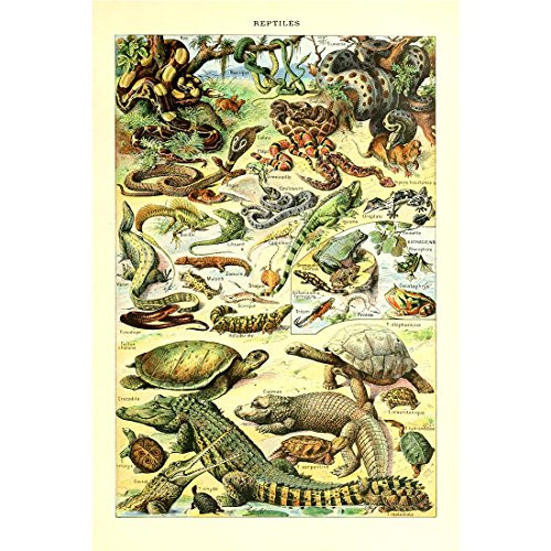 Retro Vintage Poster Print Art Animals Species Identification Collection Chart Reptiles Turtle Snake Wall Decor Biology Science Reference