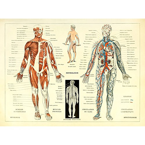 Meishe Art Vintage Poster Print Human Anatomy Reference Illustration Chart Diagram Layout Blood-vascular System Circulatory Muscular System Medical Muscle Wall Decor Meishe Art Vintage Poster Print Human Anatomy Reference Illustration Chart Diagram Layout Blood-vascular System Circulatory Muscular System Medical Muscle Wall Decor