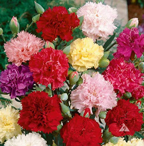 1000 Carnation Seeds - Chabaud Mix - Pink- purple-Red- white and Yellow