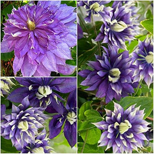 25S-e-e-ds Double Dark Purple Clematis S-e-e-ds 25S-e-e-ds Double Dark Purple Clematis S-e-e-ds