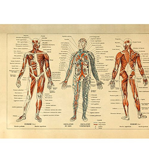 Meishe Art Vintage Poster Print Human Anatomy Reference Illustration Chart Diagram Layout Blood-Vascular System Circulatory Muscular System Medical Skeleton Body Muscle Wall Decor Meishe Art Vintage Poster Print Human Anatomy Reference Illustration Chart Diagram Layout Blood-Vascular System Circulatory Muscular System Medical Skeleton Body Muscle Wall Decor