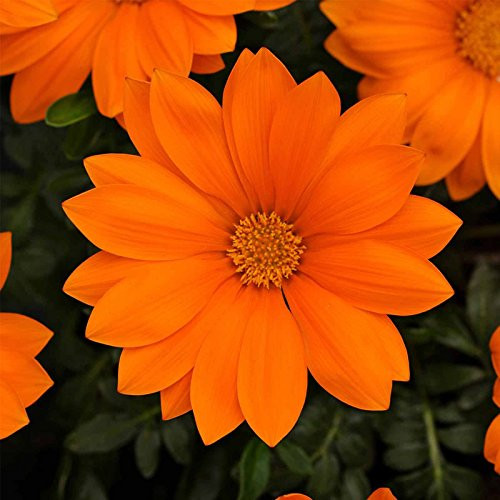 New Day Series Gazania Flower Garden Seeds - Clear Orange - 100 Seeds - Annual Flower Gardening Seeds - Gazania splendens