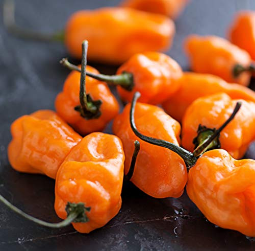 Sweet Yards Seed Co. Organic Orange Habanero Hot Pepper Seeds Two Seed Packets Approx. 50 Open Pollinated Non-GMO Seeds Sweet Yards Seed Co. Organic Orange Habanero Hot Pepper Seeds Two Seed Packets Approx. 50 Open Pollinated Non-GMO Seeds