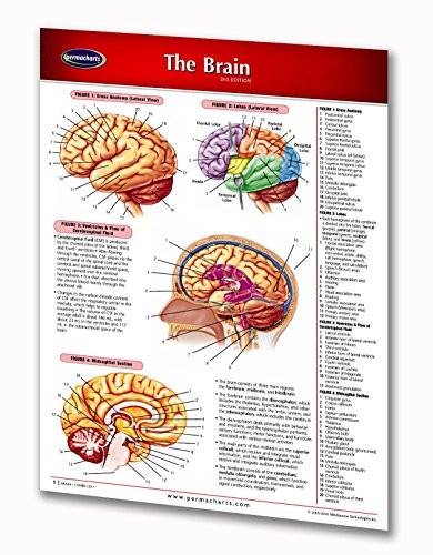 Permacharts - The Brain Chart 2 Panel - -