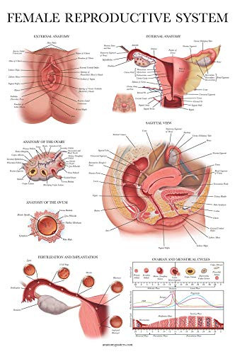 Laminated Female Reproductive System Anatomical Chart - Female Anatomy Poster - 18inch x 27inch
