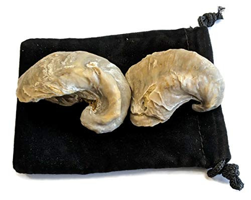 Fossilized Oyster Shells -aka- Devils Toenails- Fluorescent