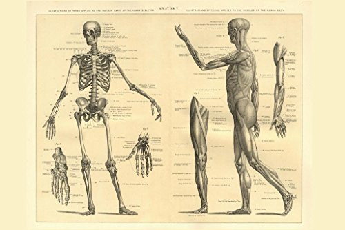 Human Anatomy Skeleton and Muscles of The Body Educational Chart Cool Wall Decor Art Print Poster 36x24