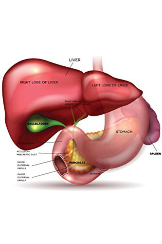 Liver Stomach Pancreas Gallbladder Spleen Detailed Anatomy Educational Chart Cool Wall Decor Art Print Poster 24x36